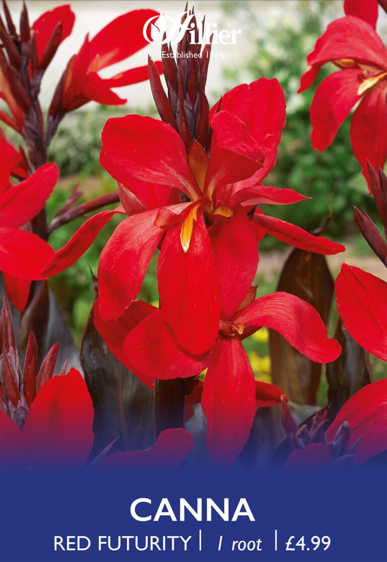 8718641996966 1 Canna Red Futurity.jpg